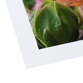 Poster Prints - Germotte